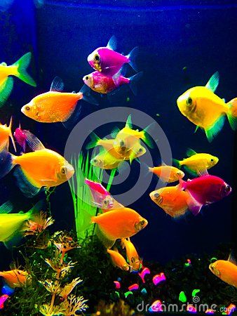 Aquarium fish