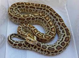 Burmese Python