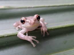 Cuban Tree Frog