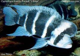  Burundi cichlid