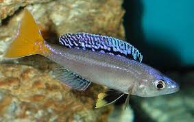 Cyprichromis