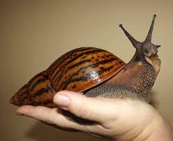  Giant African Land Snail