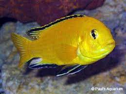 Labidochromis caeruleus cichlid