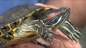 Red Eared Slider Turtle