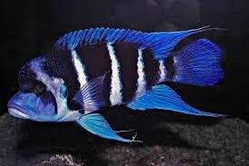 Frontosa cichlid