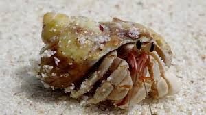 Hermit Crab