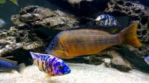 Mbuna cichlids