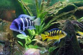 tropical fish hobby