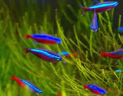 Diamond Neon Tetra