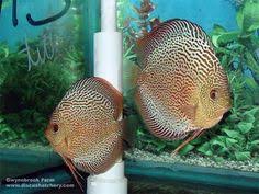 Discus fish