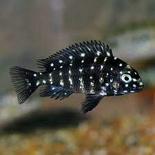 Duboisi cichlid