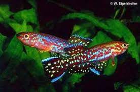 Killifish