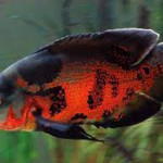 Oscar cichlid