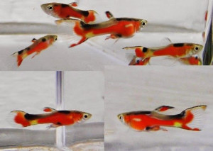 Diamond Neon Tetra