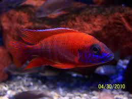 Reuben Red Peacock cichlid