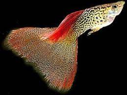 The Fantail Guppy