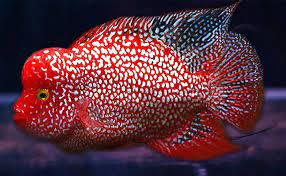 The Flowerhorn cichlid