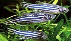 Zebra Danio