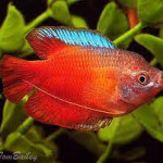 flame Dwarf Gourami