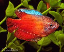 flame Dwarf Gourami