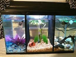 Betta aquarium