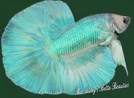 Betta fish