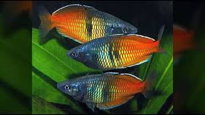 Boesemani rainbow fish