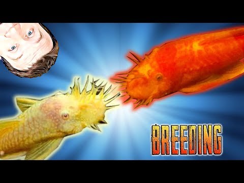 Breeding bristlenose