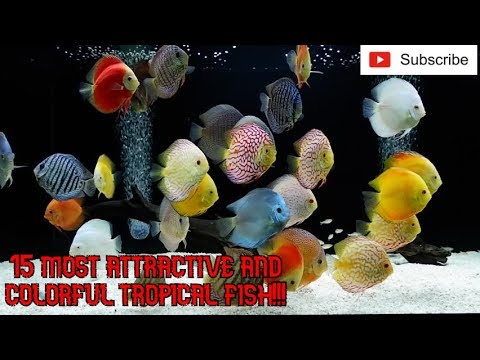 Colorful tropical fish