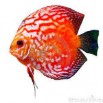 Breed Discus