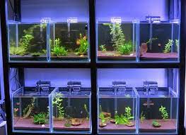 Betta breeding aquariums