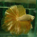 Yellow Betta fish