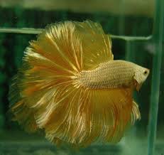 Yellow Betta fish