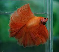 Red Betta fish