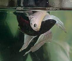 Breeding bettas