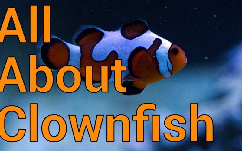 About the clownfish