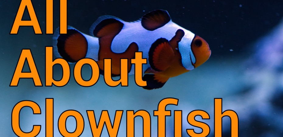 About the clownfish