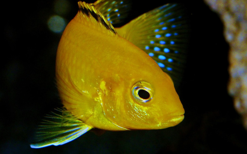 Lake Malawi Cichlid are mouthbrooder fish