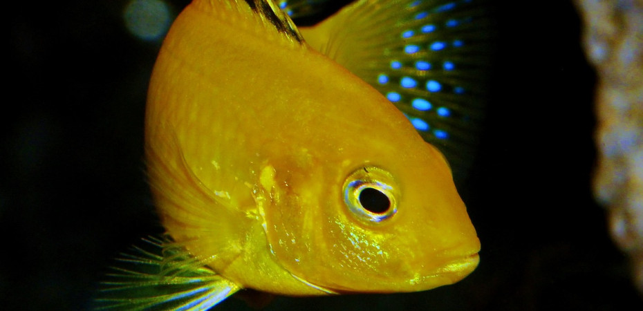 Lake Malawi Cichlid are mouthbrooder fish