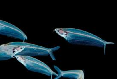 Ghost or Glass Catfish