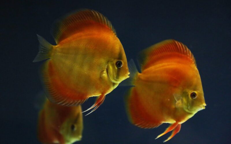 UK-Bred Discus