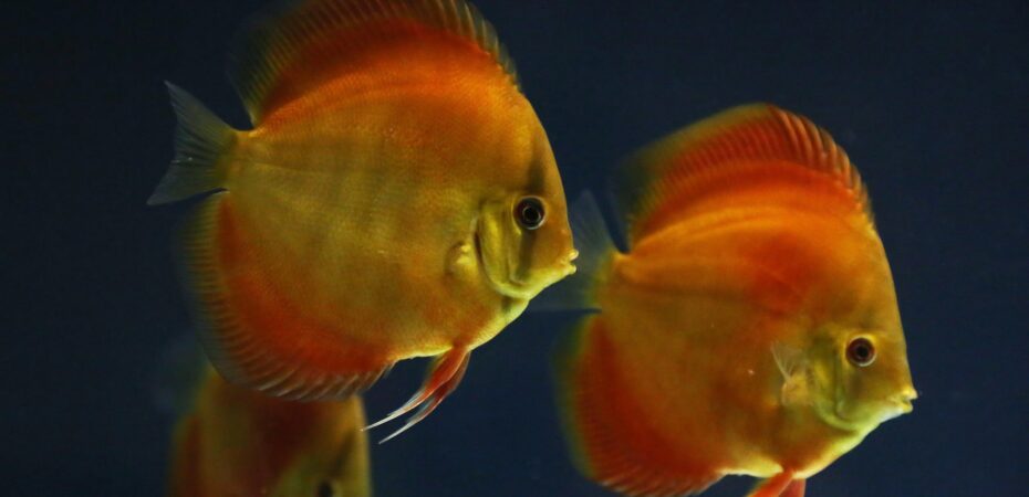 UK-Bred Discus